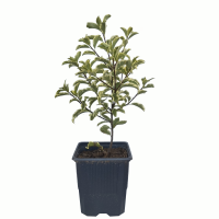 Pittosporun tenuifoliun M9